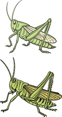 Grasshopper bundle design art and illustrator eps