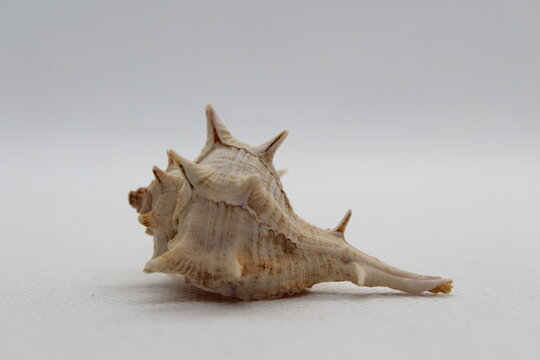 Spiny Dye Murex (bolinus Brandaris) on a white background
