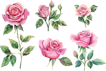 set of roses