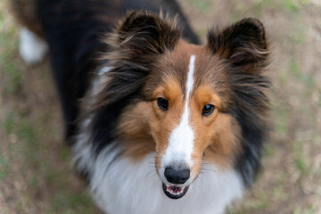 A graceful Shetland Sheepdog, or Sheltie, is featured in this photo, showcasing its elegant fur,...