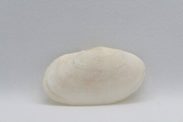 Oblong otter shell or arola, Lutraria lutraria, bivalve mollusk living in Galicia isolated on a white background
