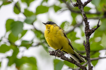 Fototapeta premium Western yellow wagtail