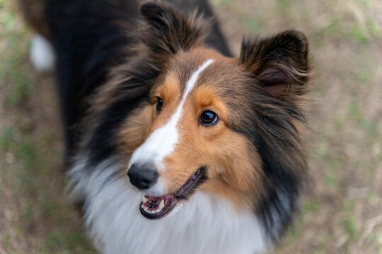 A graceful Shetland Sheepdog, or Sheltie, is featured in this photo, showcasing its elegant fur, alert eyes, and poised stance. The dog's luxurious double coat and intelligent expression