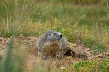 A groundhog nestled in the midst of a mountain landscape shows off its natural beauty. This alpine inhabitant is a symbol of wildlife living in harmony with the surrounding high mountain world.