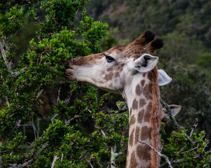 Close up of a giraffe feeding on leaves in a tree