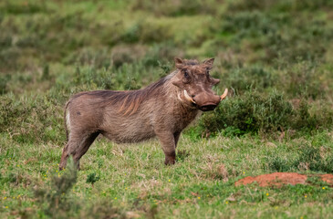 Fototapeta premium Portrait of a warthog with big teeth in green veld