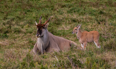 Relaxed big eland bull and young calf