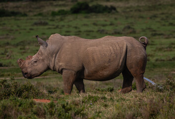 Fototapeta premium Portrait of a rhinoceros in green veld while urinating