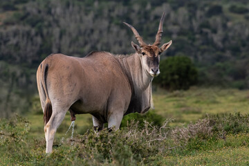 Eland bull with skew horn standing in the veld