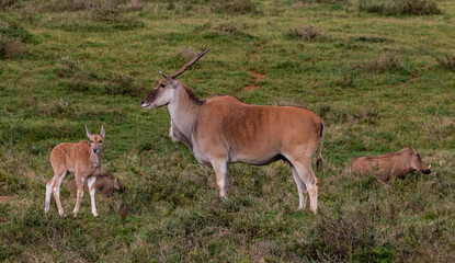 Eland cow and calf with warthogs running pas the background