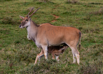 Eland cow with suckling calf
