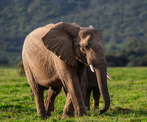 Elephant feeding in green vegetation