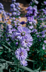 Obraz premium flowers in the garden
