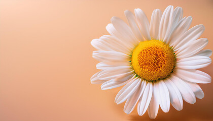 single isolated daisy blooming flower on neat bright warm pastel colored background