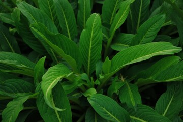 Lush Green Plant with Dense Overlapping Leaves