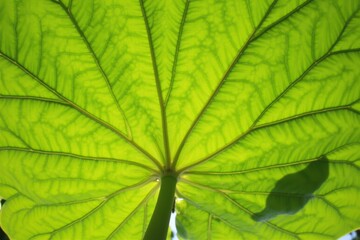 Obraz premium Vibrant Green Leaf Bathed in Sunlight