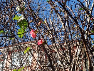 Januarblumen in Istanbul