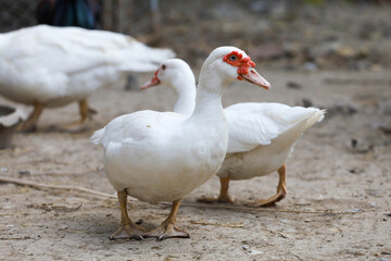 The white duck in farm thailand