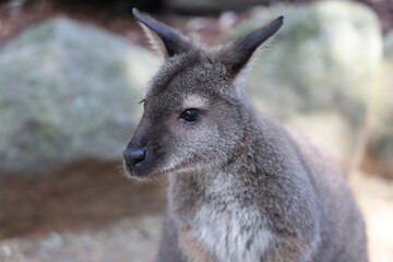 The Tammar Wallaby is small animal and cute in Australia