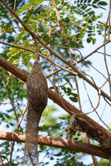 Close up nest bird from leaf dry in nature garden on tree