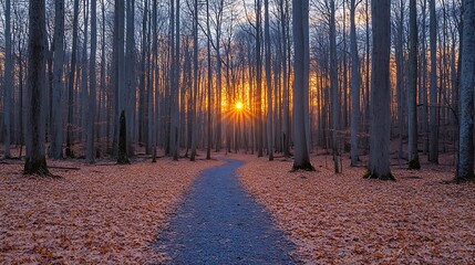 Naklejka premium Forest Path Sunset Autumn Leaves Golden Hour