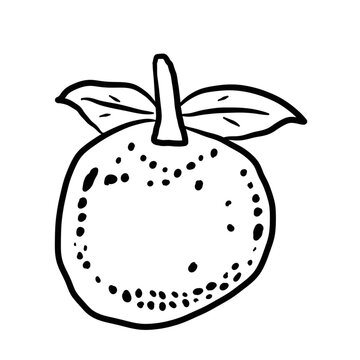 black and white tangerine fruit drawing clip art preview