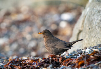 Female blackbird