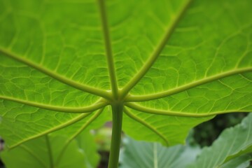 Vibrant Green Leaf with Prominent Veins