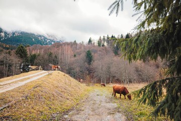 A group of cows calmly grazes on a lush green pasture, surrounded by distant mountains and towering trees, creating a tranquil rural setting in late autumn
