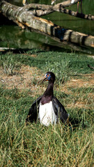 An Abdim stork rests gracefully on the lush green grass, its striking dark plumage and colorful facial markings adding a touch of elegance to the tranquil landscape. 