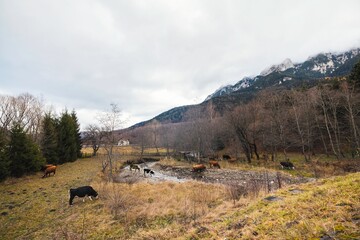 In a tranquil mountain landscape, cows roam freely across a grassy field, gathering near a small watering hole under a cloudy sky, creating a picturesque rural scene