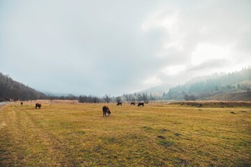 Cattle roam freely in a lush meadow, their silhouettes highlighted against the dramatic backdrop of...