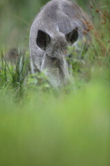 Dzik euroazjatycki, dzik, (Sus scrofa) © Bartosz Rakoczy