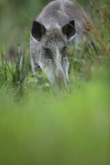 Dzik euroazjatycki, dzik, (Sus scrofa) © Bartosz Rakoczy