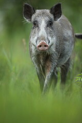 Dzik euroazjatycki, dzik, (Sus scrofa) © Bartosz Rakoczy