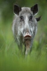 Dzik euroazjatycki, dzik, (Sus scrofa) © Bartosz Rakoczy