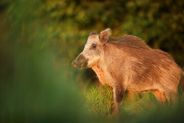 Dzik euroazjatycki, dzik, (Sus scrofa) © Bartosz Rakoczy
