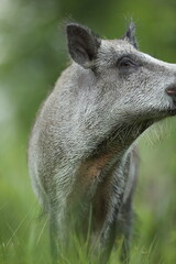 Dzik euroazjatycki, dzik, (Sus scrofa) © Bartosz Rakoczy