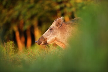 Dzik euroazjatycki, dzik, (Sus scrofa) © Bartosz Rakoczy