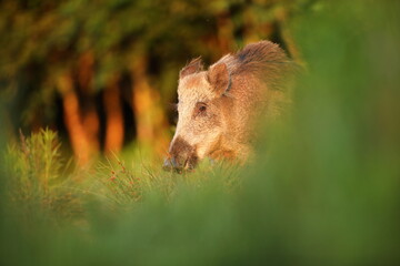 Dzik euroazjatycki, dzik, (Sus scrofa) © Bartosz Rakoczy