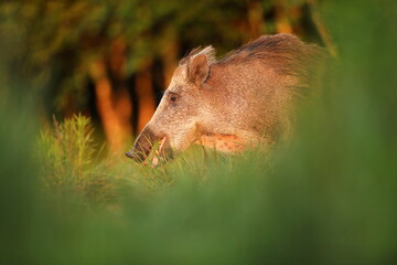 Dzik euroazjatycki, dzik, (Sus scrofa) © Bartosz Rakoczy