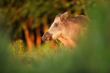 Dzik euroazjatycki, dzik, (Sus scrofa) © Bartosz Rakoczy