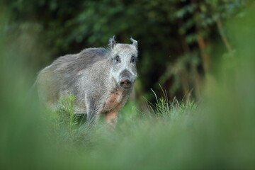 Dzik euroazjatycki, dzik, (Sus scrofa) © Bartosz Rakoczy