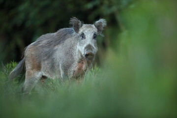 Dzik euroazjatycki, dzik, (Sus scrofa) © Bartosz Rakoczy