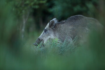 Dzik euroazjatycki, dzik, (Sus scrofa) © Bartosz Rakoczy