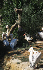 A striking image of a solitary stork standing gracefully amidst a group of white pelicans, symbolizing individuality and harmony within nature's diversity.