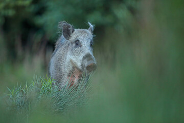 Dzik euroazjatycki, dzik, (Sus scrofa) © Bartosz Rakoczy