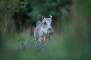 Dzik euroazjatycki, dzik, (Sus scrofa) © Bartosz Rakoczy