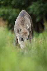 Dzik euroazjatycki, dzik, (Sus scrofa) © Bartosz Rakoczy
