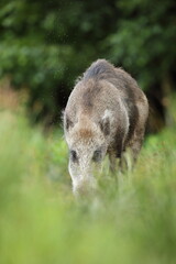 Dzik euroazjatycki, dzik, (Sus scrofa) © Bartosz Rakoczy